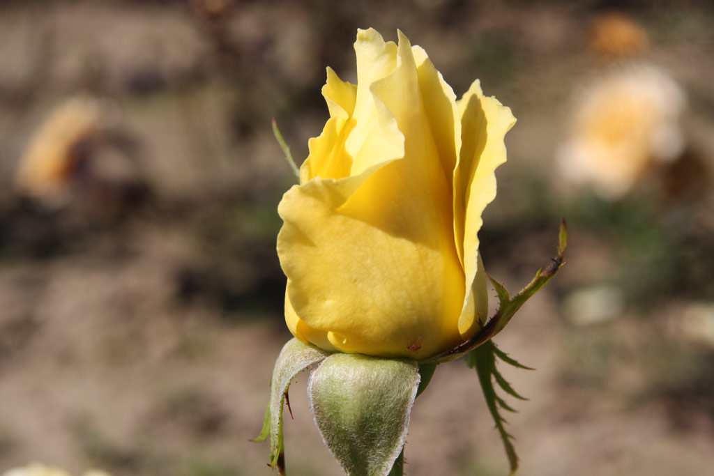 růže Helmut Schmidt