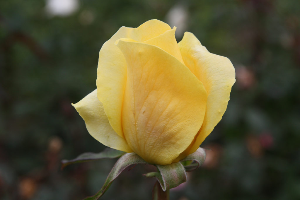 růže Helmut Schmidt