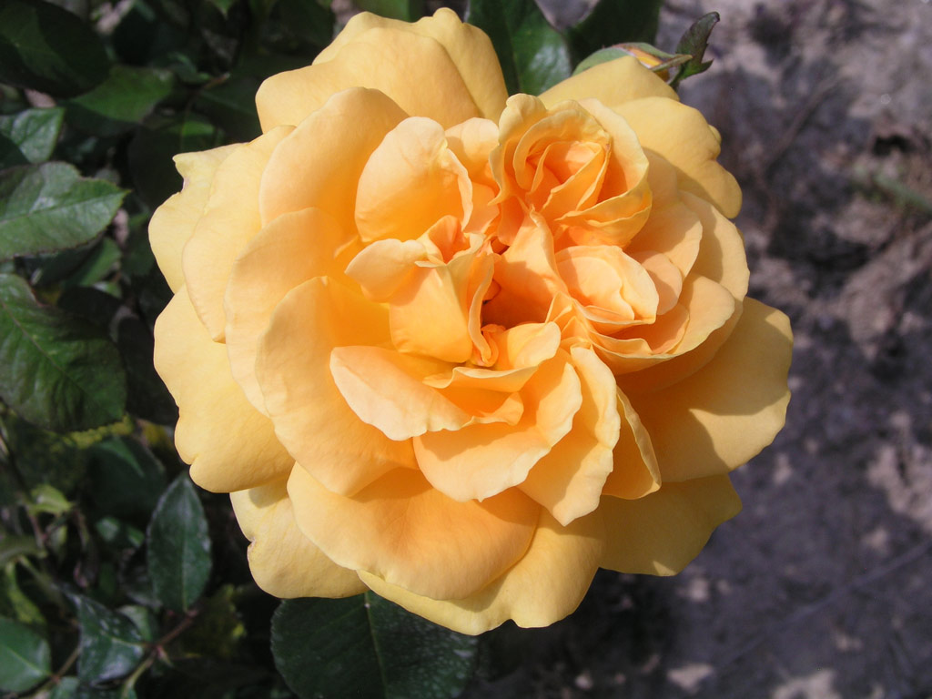 růže Helmut Schmidt