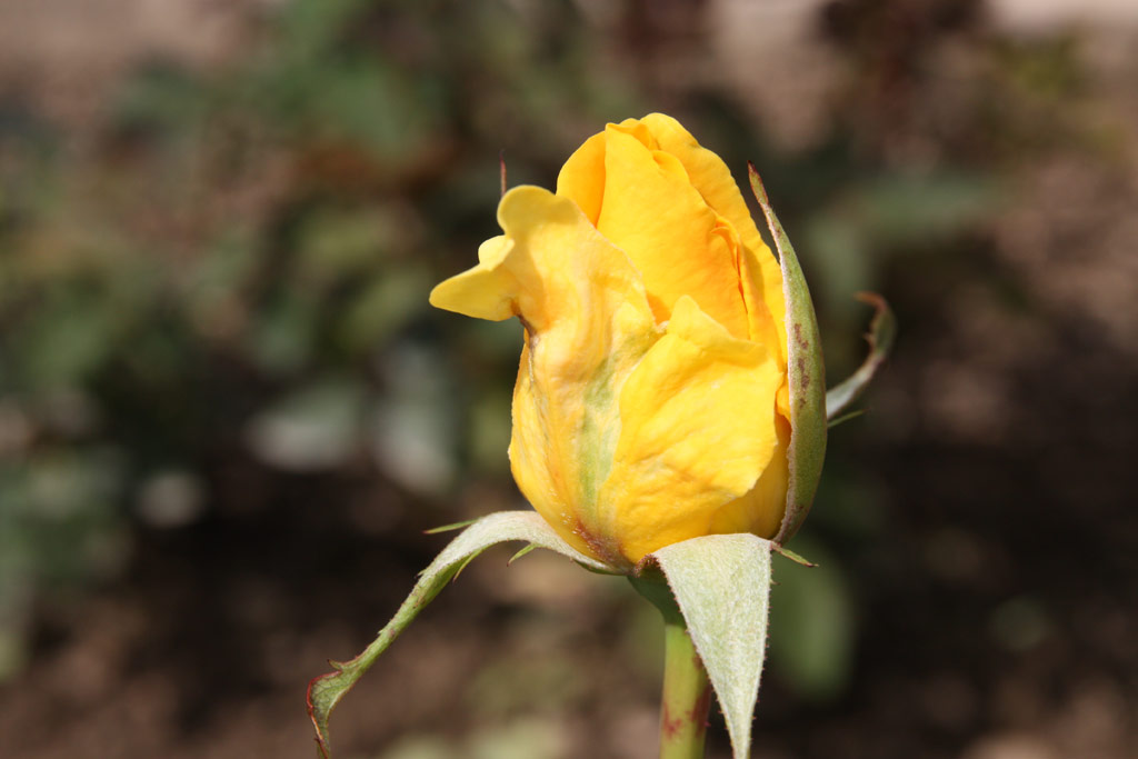 růže Helmut Schmidt