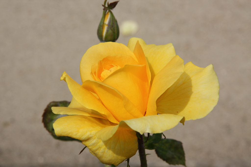 růže Helmut Schmidt