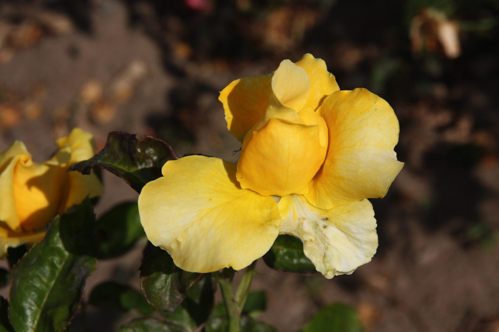 růže Helmut Schmidt