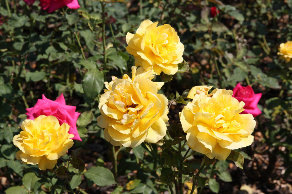 růže Helmut Schmidt