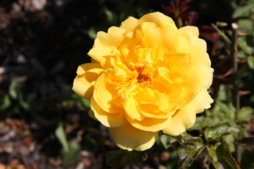 růže Helmut Schmidt