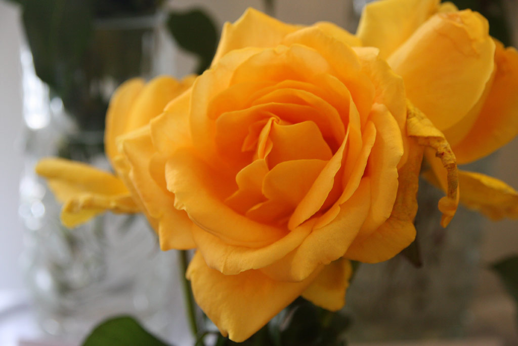 růže Helmut Schmidt