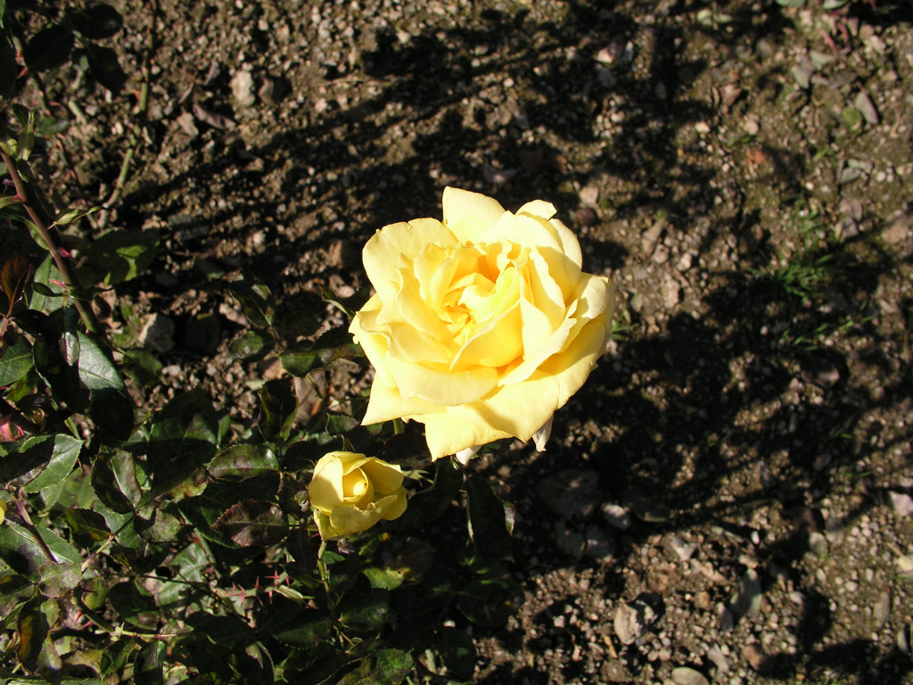 růže Helmut Schmidt