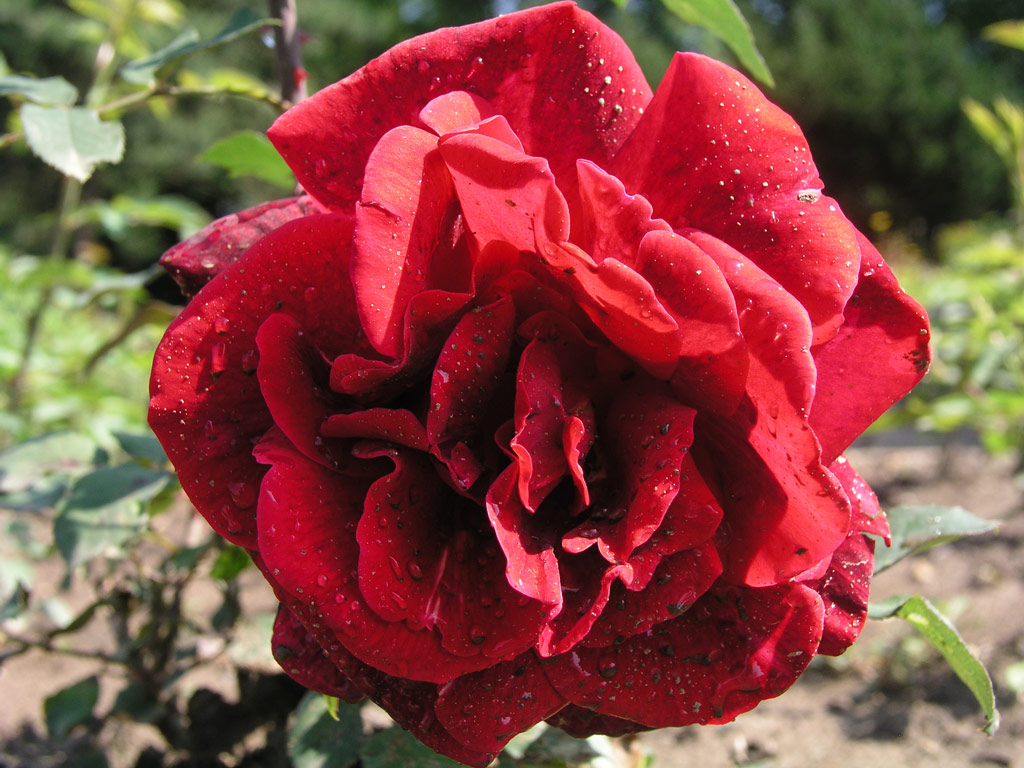 růže Henkell Royal