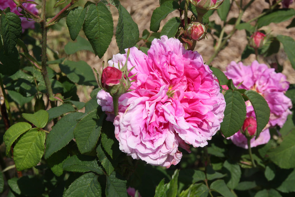 růže Henri Foucquier