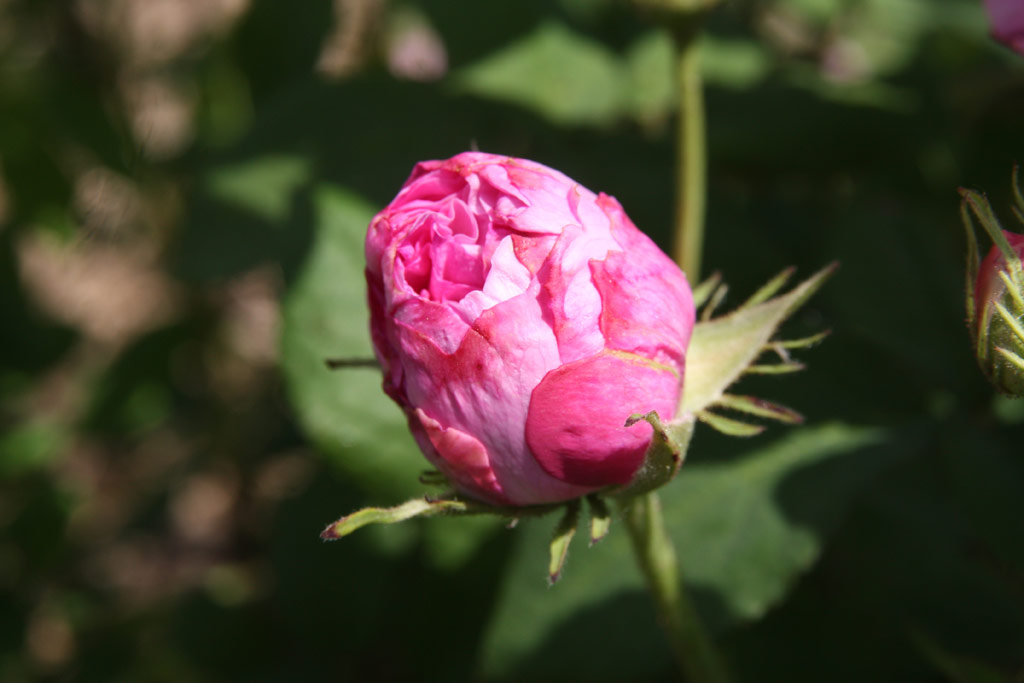 růže Henri Foucquier