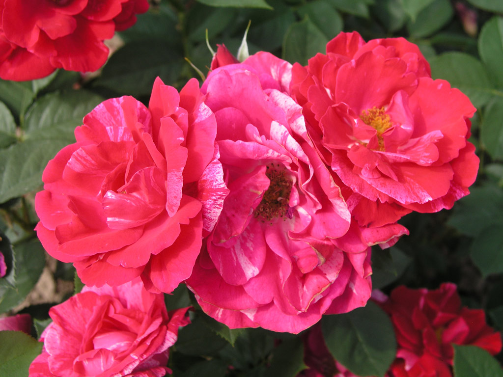 růže Henri Matisse