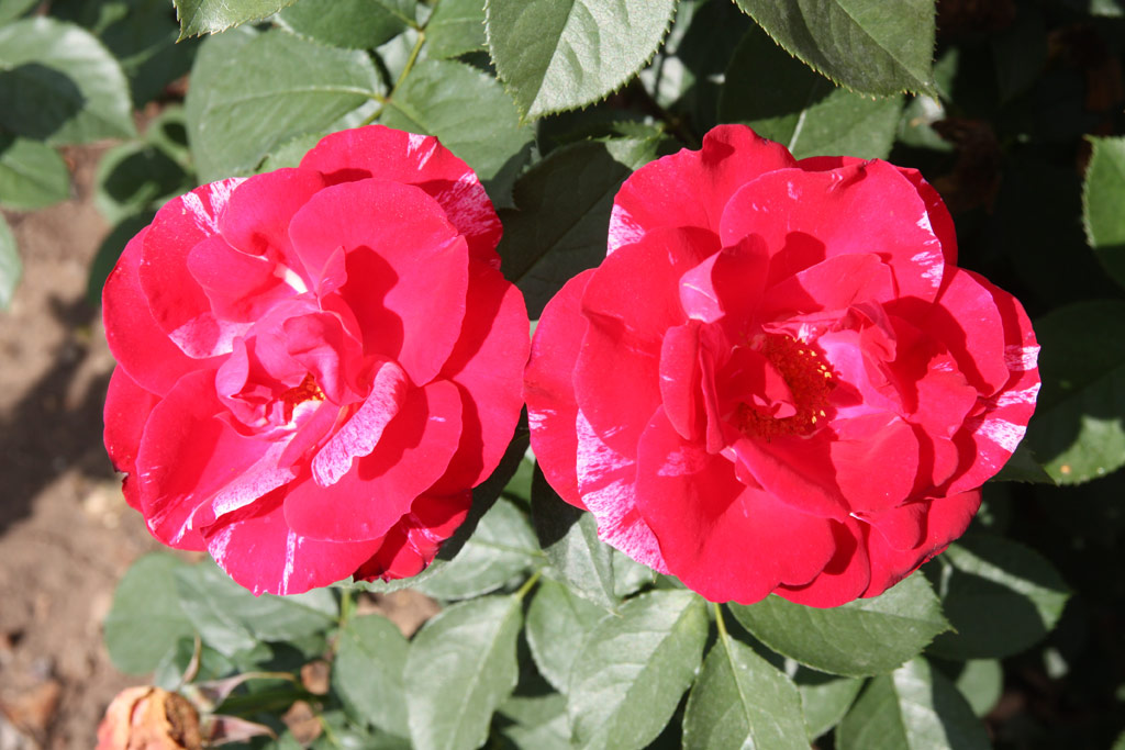 růže Henri Matisse