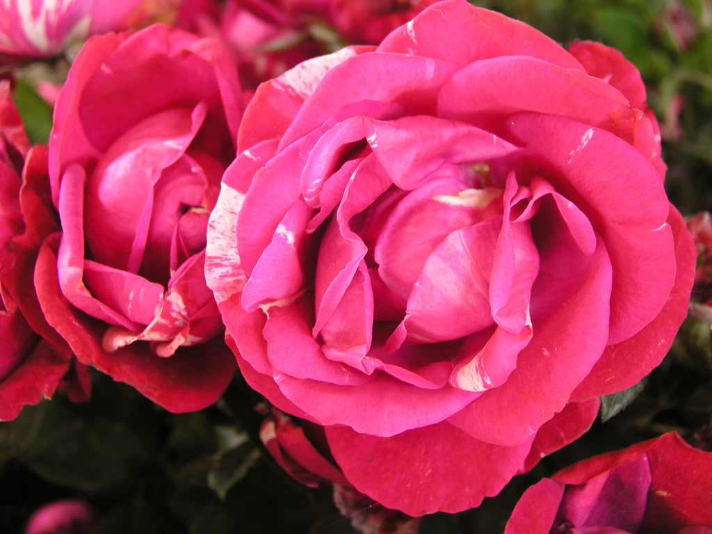 růže Henri Matisse