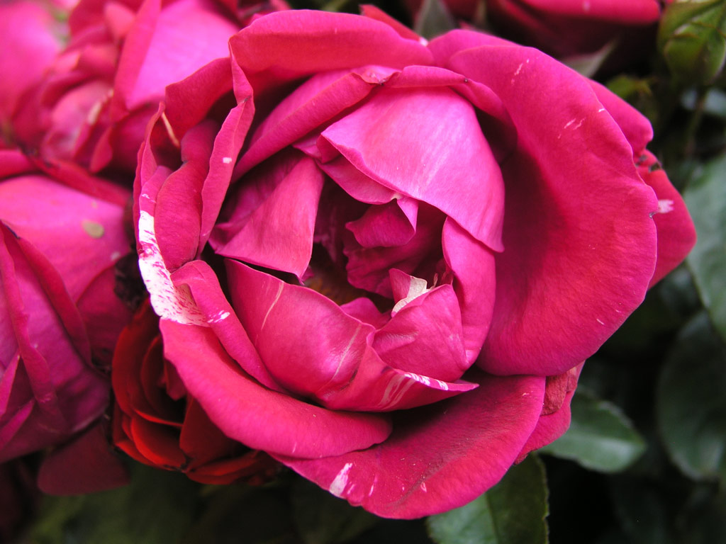 růže Henri Matisse