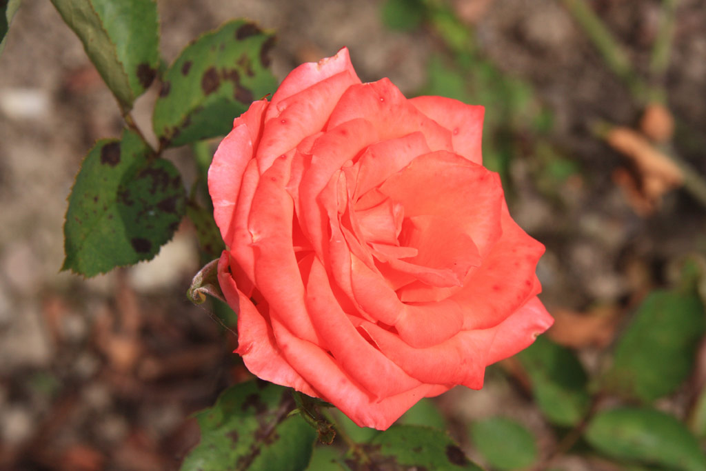 růže Hermann Berger