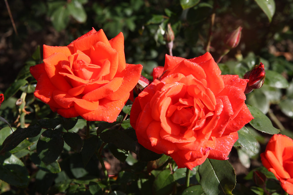 růže Hermann Berger