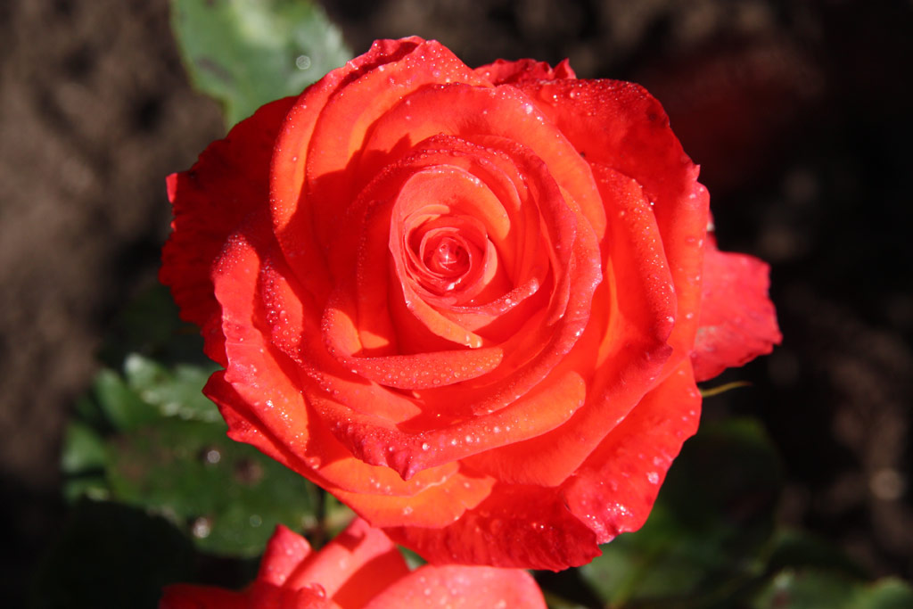 růže Hermann Berger