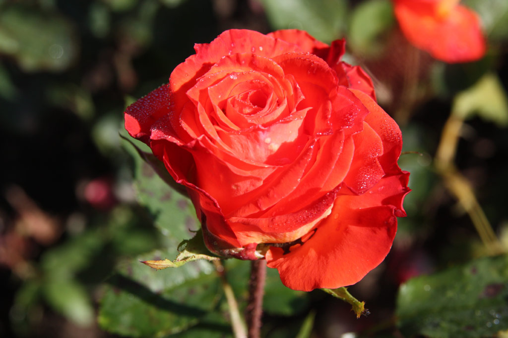 růže Hermann Berger