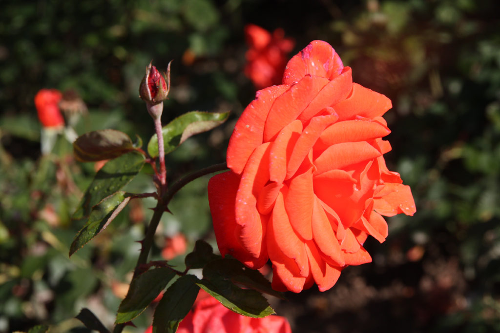 růže Hermann Berger