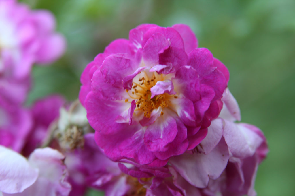 růže Hermann Schmidt