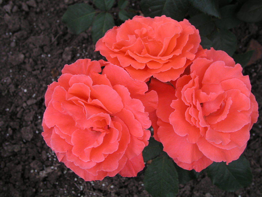 růže Herzog von Windsor