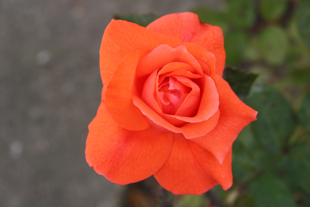 růže Herzog von Windsor