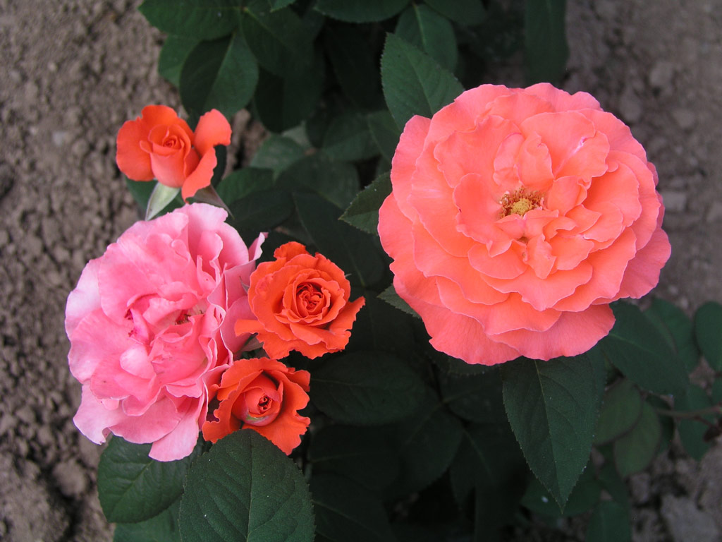 růže Herzog von Windsor