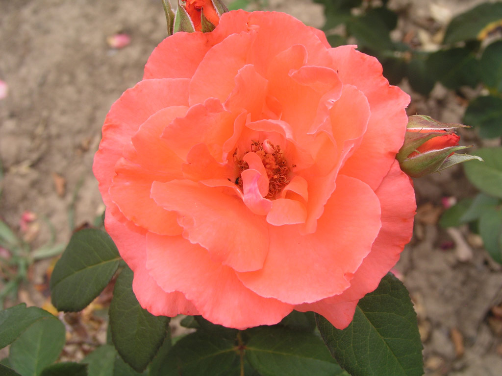 růže Herzog von Windsor