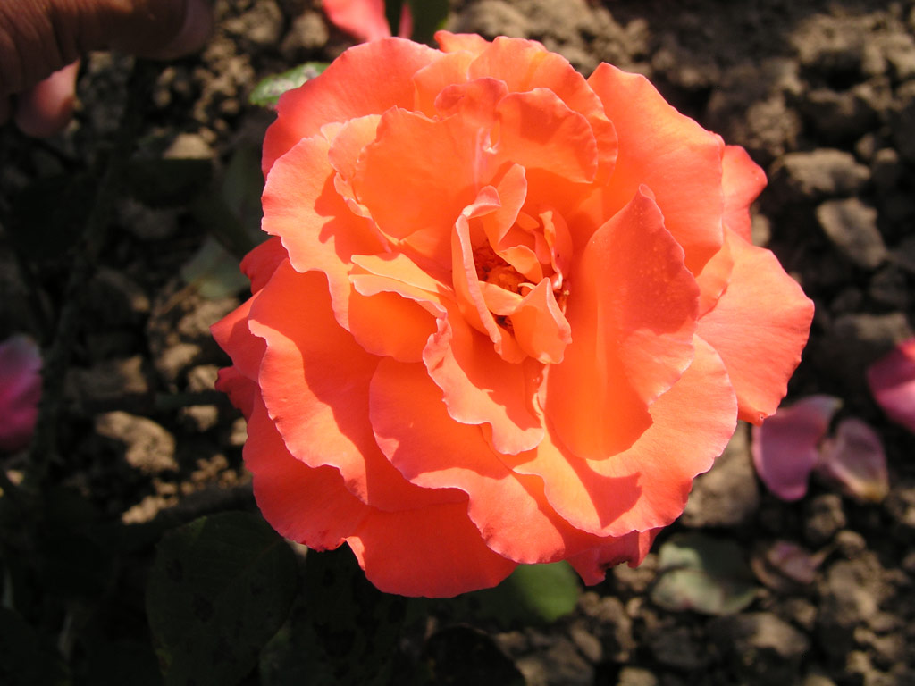 růže Herzog von Windsor