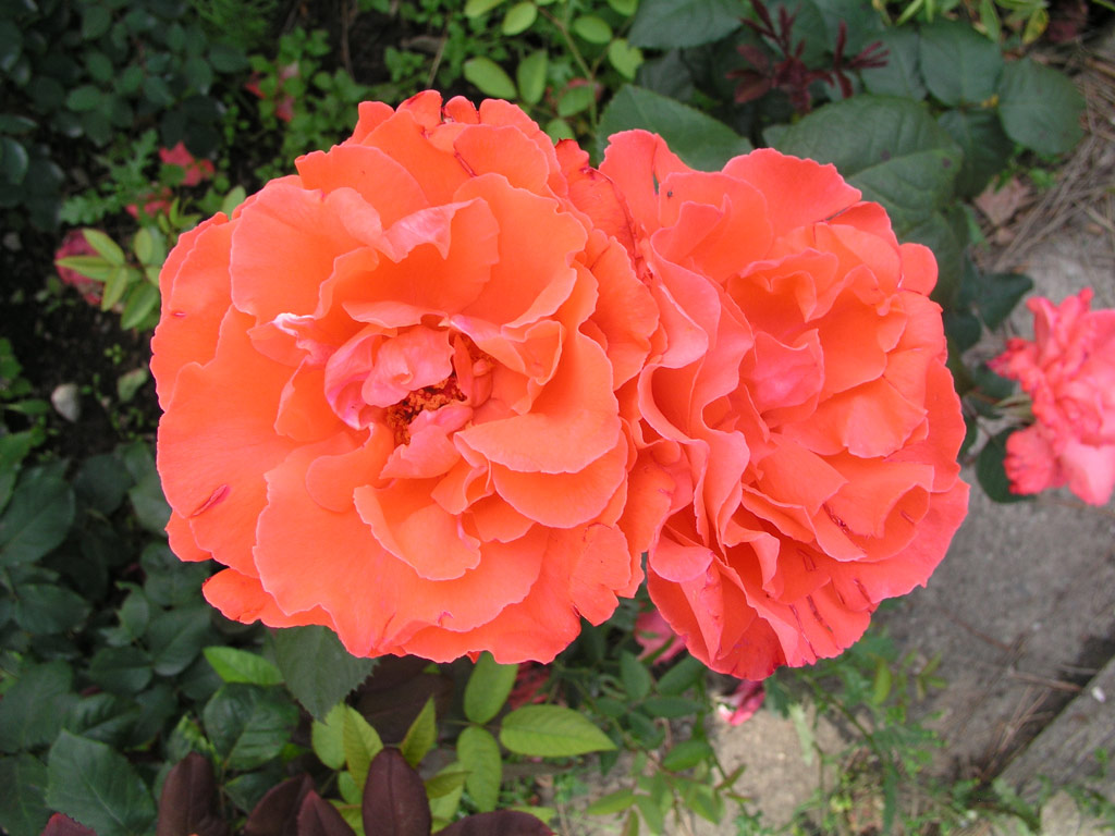 růže Herzog von Windsor