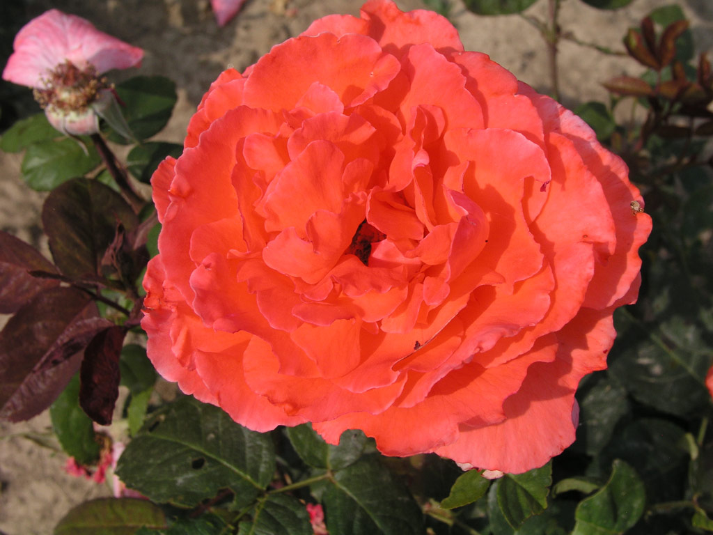 růže Herzog von Windsor