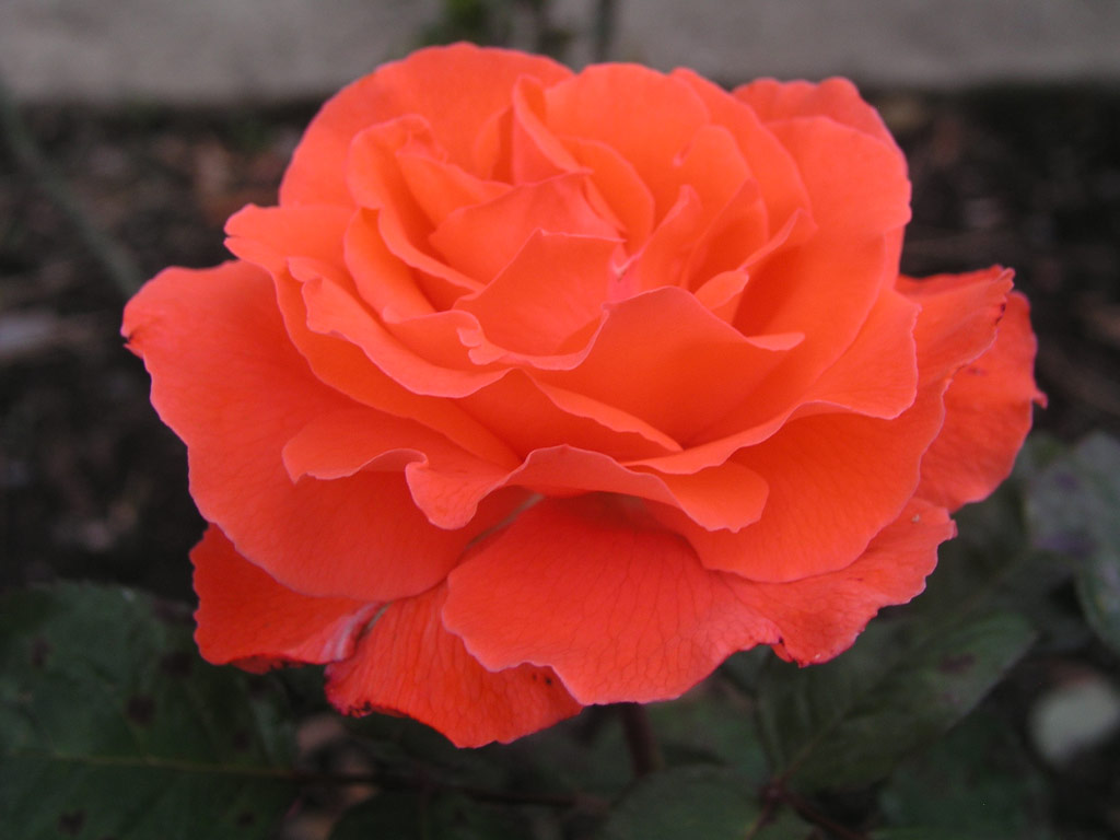 růže Herzog von Windsor