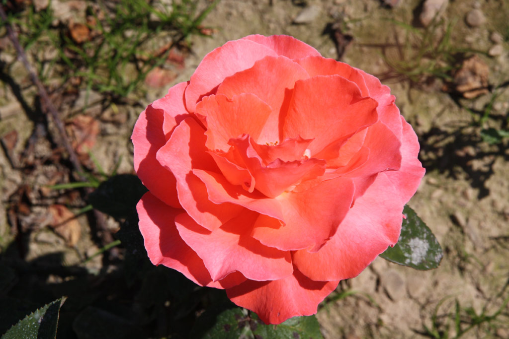 růže Herzog von Windsor