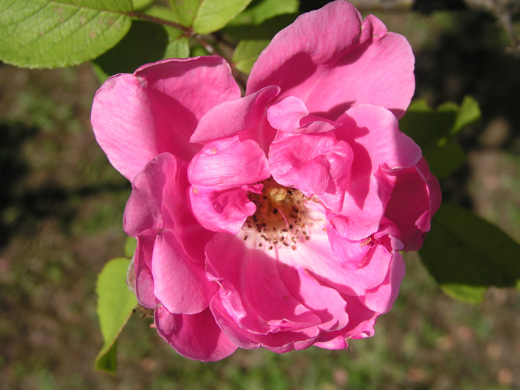 růže Hildenbrandseck