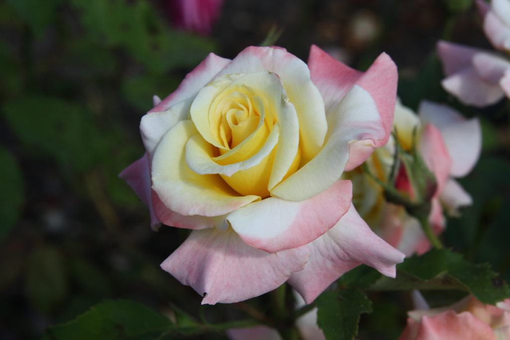 růže Hiroshimas Children