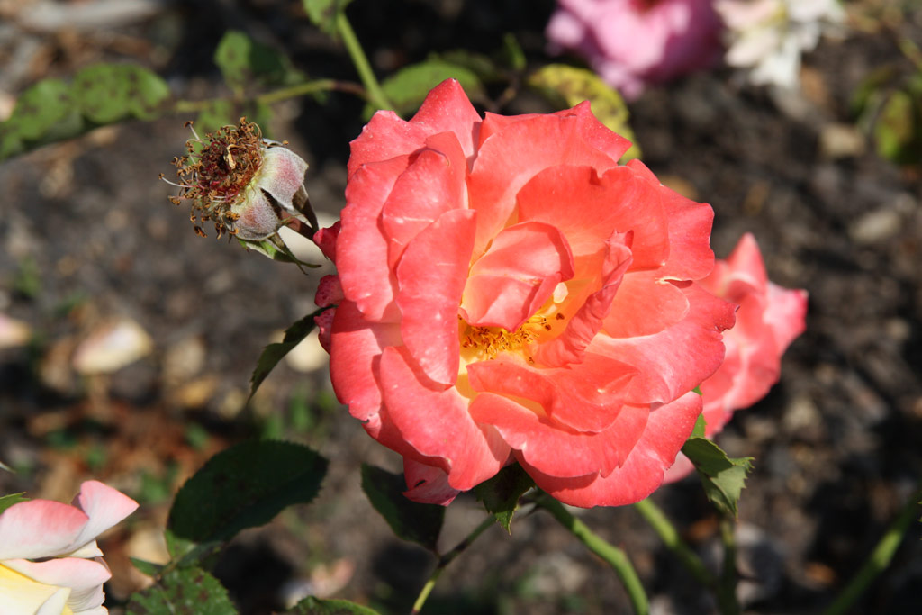 růže Hiroshimas Children