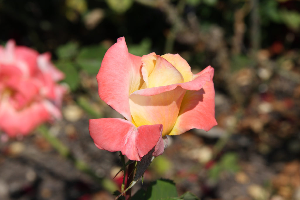 růže Hiroshimas Children