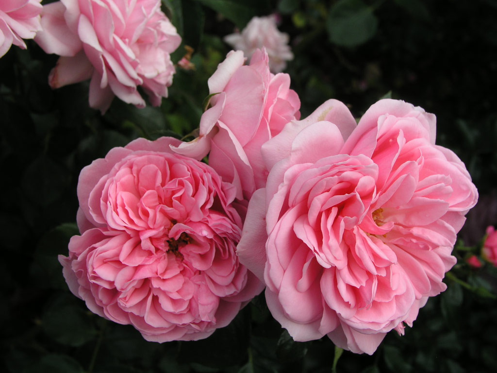 růže Home and Garden