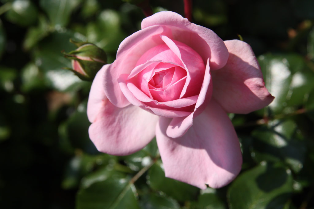 růže Home and Garden