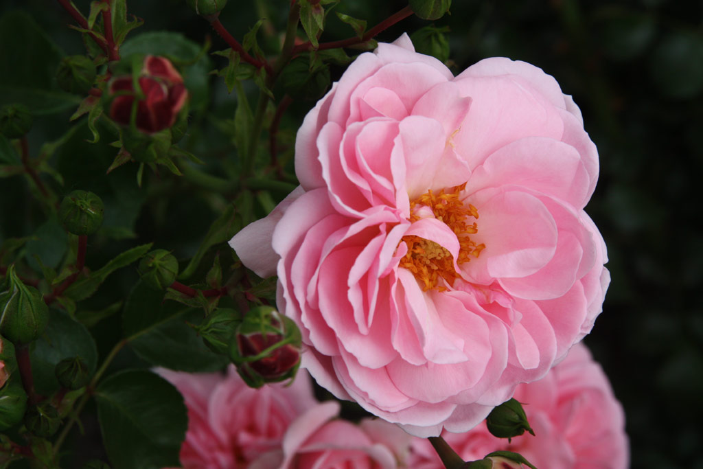 růže Home and Garden