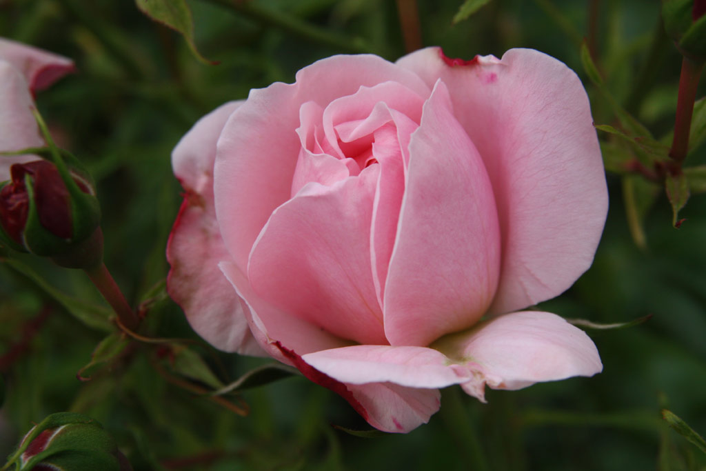 růže Home and Garden