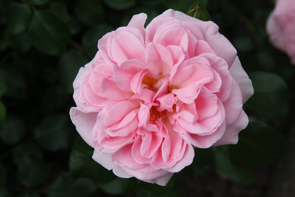 růže Home and Garden