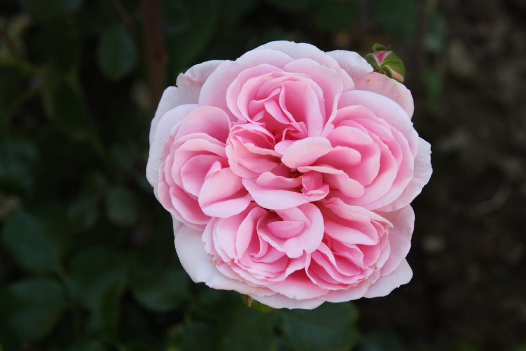 růže Home and Garden