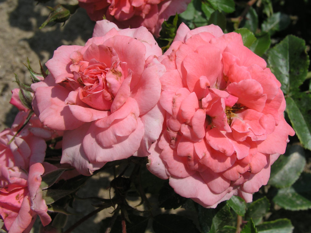 růže Home and Garden