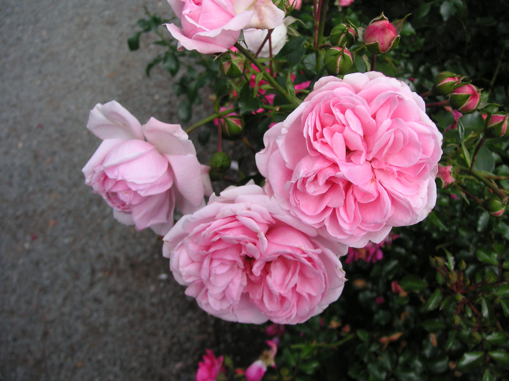 růže Home and Garden