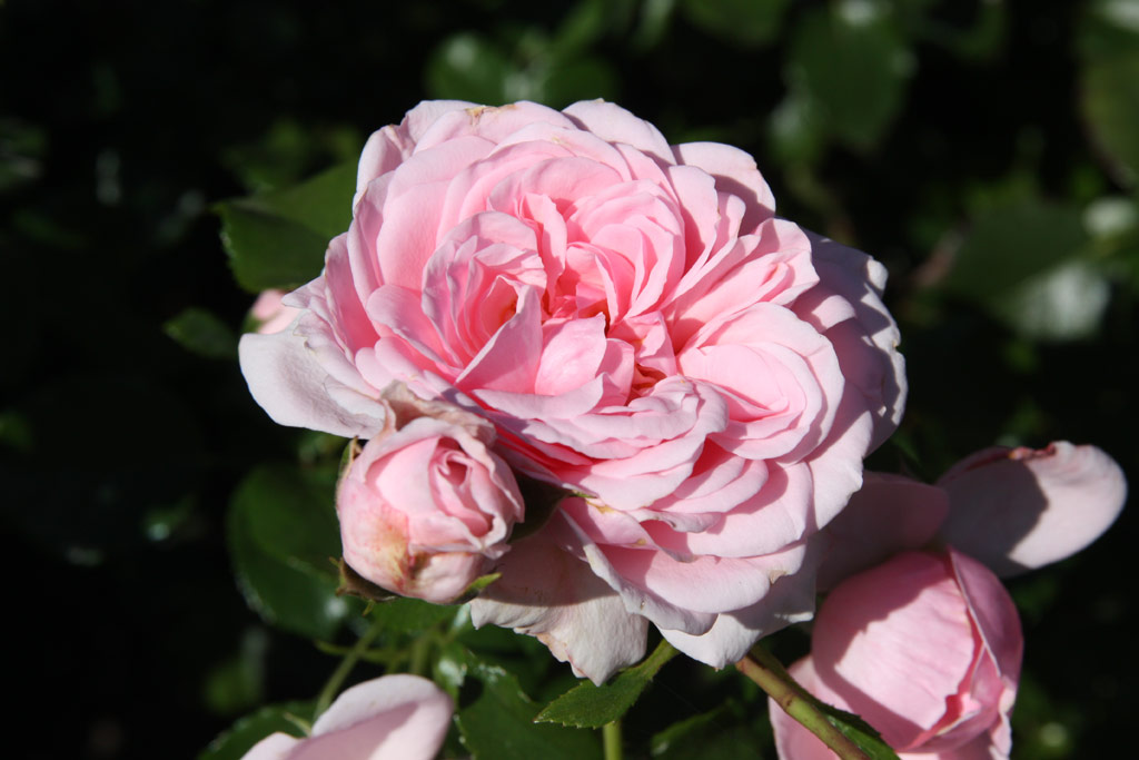 růže Home and Garden