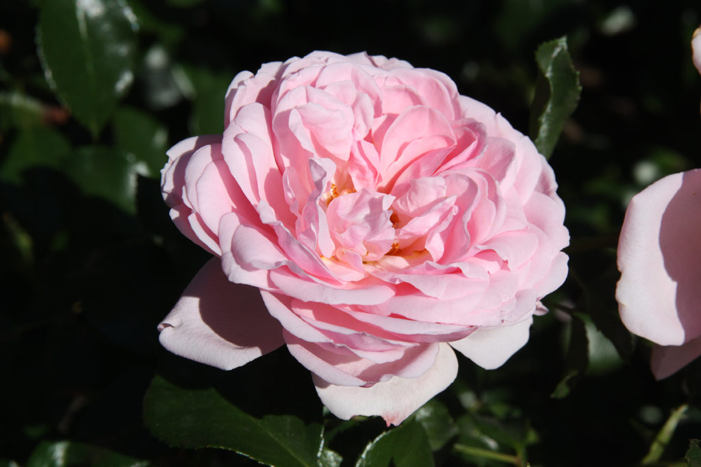 růže Home and Garden