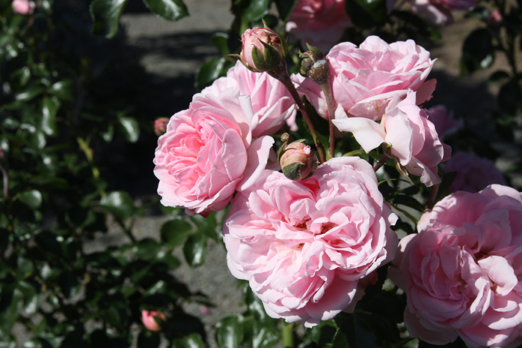 růže Home and Garden