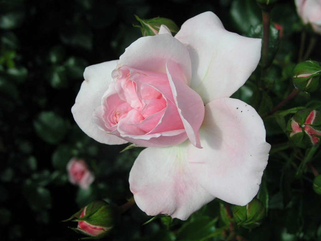 růže Home and Garden