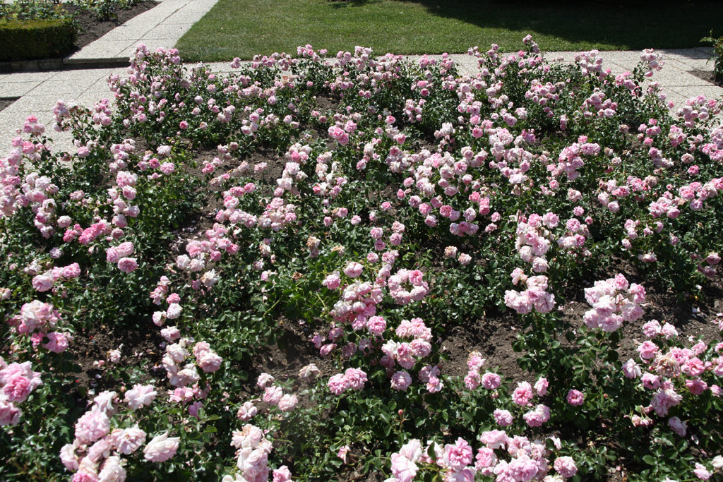 růže Home and Garden