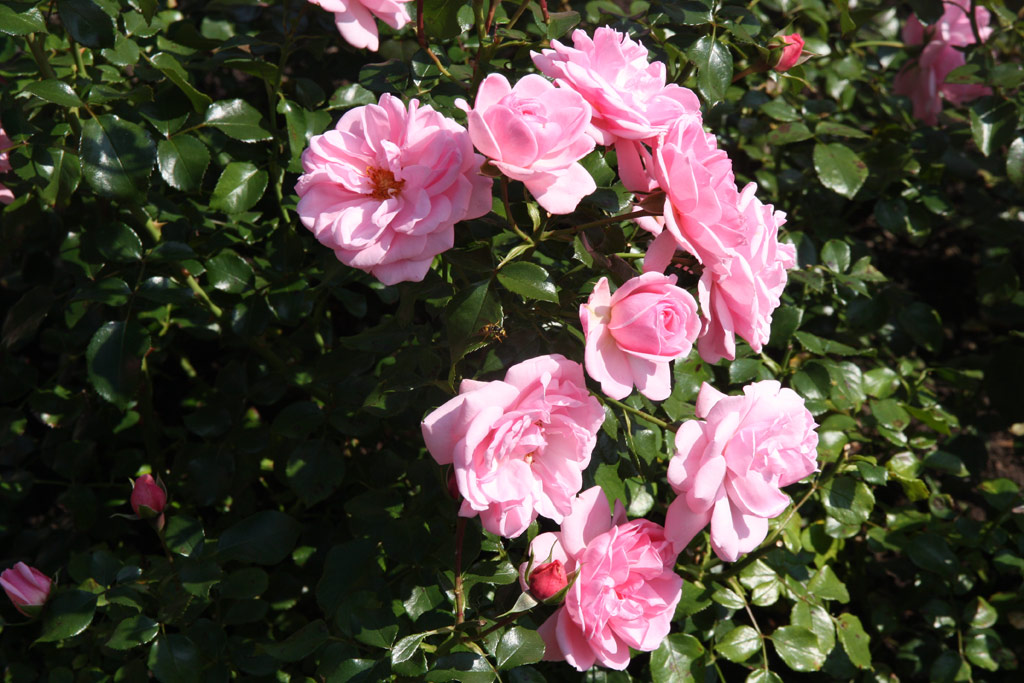 růže Home and Garden